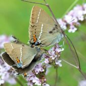 Ogończyk tarninowiec, Satyrium spini