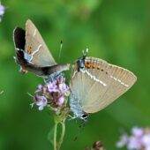 Ogończyk tarninowiec, Satyrium spini