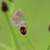 Modraszek telejus, Phengaris teleius