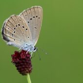 Modraszek telejus, Phengaris teleius