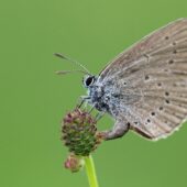 Modraszek telejus, Phengaris teleius