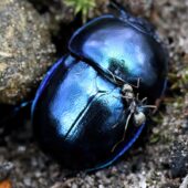 zuk 1-DeNoiseAI-clear