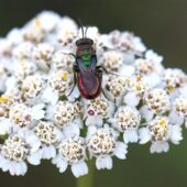 Powabnica blondynka, Hedychrum rutilans