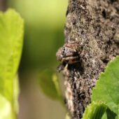 Pyrgun nazielny, Evaracha arcuata