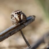 Skoczek lilipuci, Attulus saltator