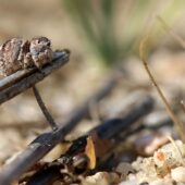 Skoczek lilipuci, Attulus saltator