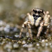 Skakun arlekinowy, Salticus scenicus