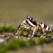 Skakun arlekinowy, Salticus scenicus