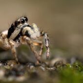 Skakun arlekinowy, Salticus scenicus