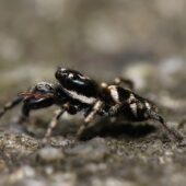 Skakun arlekinowy, Salticus scenicus