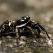 Skakun arlekinowy, Salticus scenicus