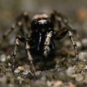 Skakun arlekinowy, Salticus scenicus