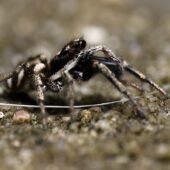 Skakun arlekinowy, Salticus scenicus