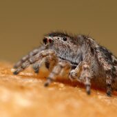 Skoczek lilipuci, Attulus saltator