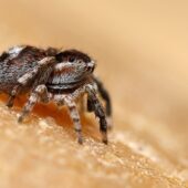 Skoczek lilipuci, Attulus saltator