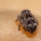 Skoczek lilipuci, Attulus saltator