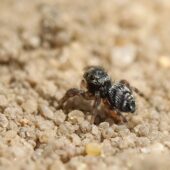 Drobnik krętowłosy Euophrys erratica