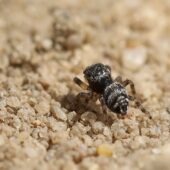Drobnik krętowłosy Euophrys erratica