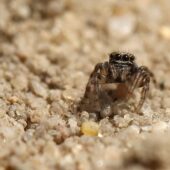 Drobnik krętowłosy Euophrys erratica