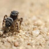 Drobnik krętowłosy Euophrys erratica
