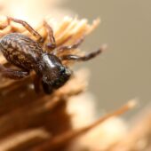 Drobnik plamowłosy Euophrys frontalis