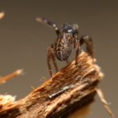 Drobnik plamowłosy Euophrys frontalis