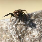 Drobnik plamowłosy Euophrys frontalis