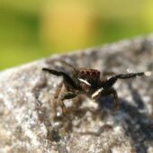 Drobnik plamowłosy Euophrys frontalis