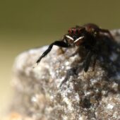 Drobnik plamowłosy Euophrys frontalis