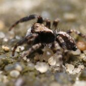 Drobnik wełnistowlosy, Pseudeuophrys lanigera
