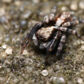 Drobnik wełnistowlosy, Pseudeuophrys lanigera