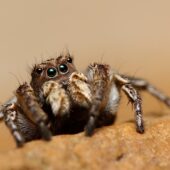 Dryguś zmienny, Aelurillus v-insignitus