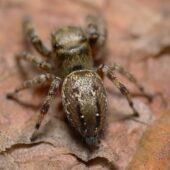 Gałęziak wzorzysty, Dendryphantes rudis