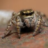 Gałęziak wzorzysty, Dendryphantes rudis