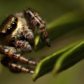 Gałęziak wzorzysty, Dendryphantes rudis