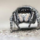 Krzyżnik czarnowłosy, Pellenes nigrociliatus