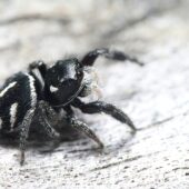 Krzyżnik czarnowłosy, Pellenes nigrociliatus