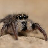 Krzyżnik tanecznik, Pellenes tripunctatus