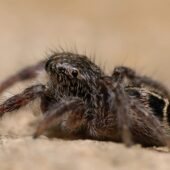 Krzyżnik tanecznik, Pellenes tripunctatus