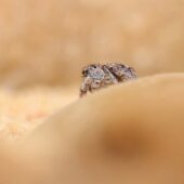 Skoczek lilipuci, Attulus saltator