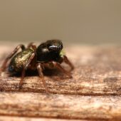 Lśniś złocisty, Heliophanus auratus