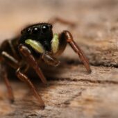Lśniś złocisty, Heliophanus auratus