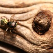 Lśniś złocisty, Heliophanus auratus
