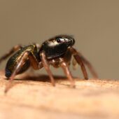 Lśniś złocisty, Heliophanus auratus