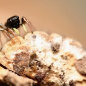 Lśniś złocisty, Heliophanus auratus