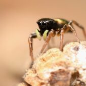 Lśniś złocisty, Heliophanus auratus