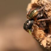 Lśniś złocisty, Heliophanus auratus