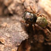 Lśniś złocisty, Heliophanus auratus