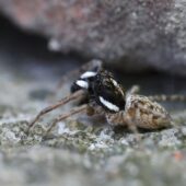 Menemerus semilimbatus (Włochy, Italy)