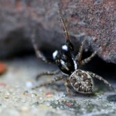 Menemerus semilimbatus
